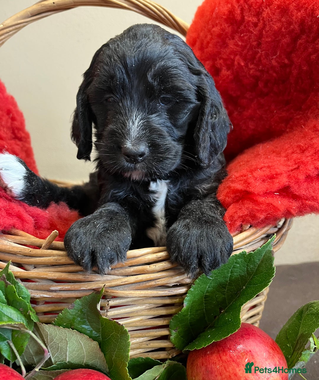 Sproodle dogs for sale: The apple of my eye - Image 7