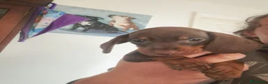 Dachshund 2