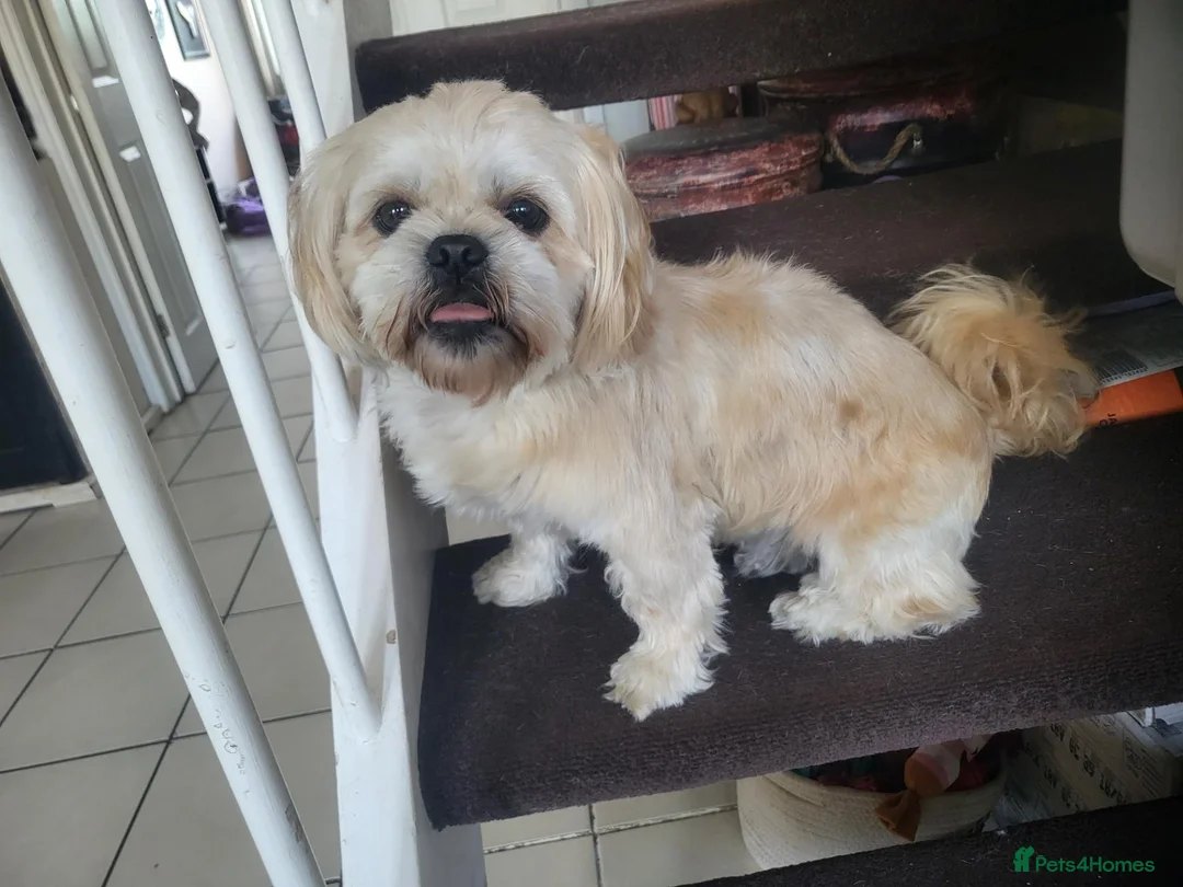 Shih Tzu dogs for sale: 3yr old shih tzu for rehoming  - Advert 2