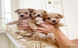 Maltipoo dogs for sale: adorable Maltipoo puppies for sale  - Image 1