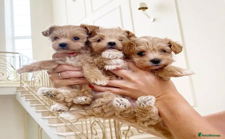 Maltipoo dogs - Advert 1