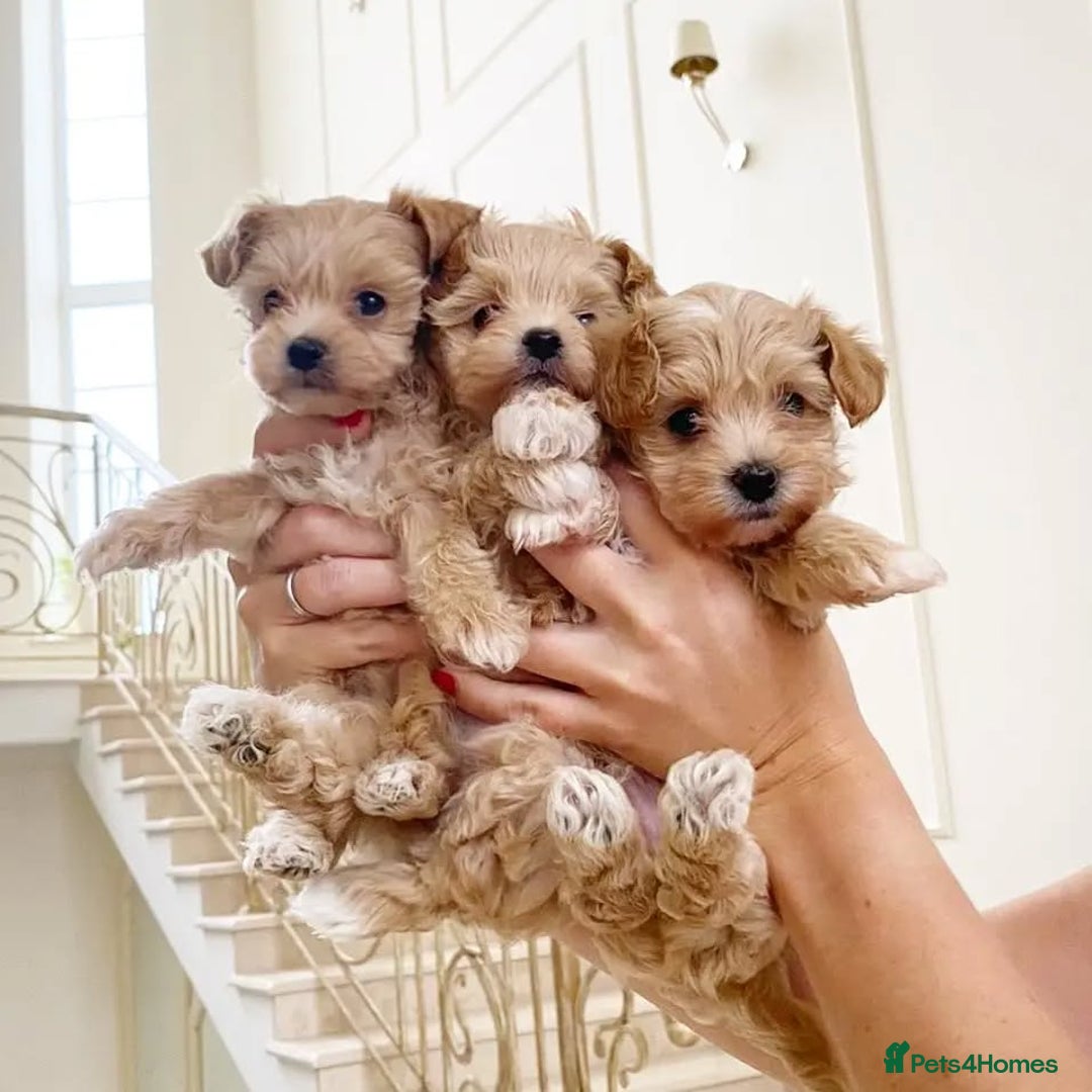 Maltipoo dogs for sale: adorable Maltipoo puppies for sale  - Image 1