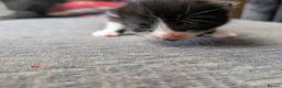 Mixed Breed cats for sale: Black and White Kittens - Advert 8