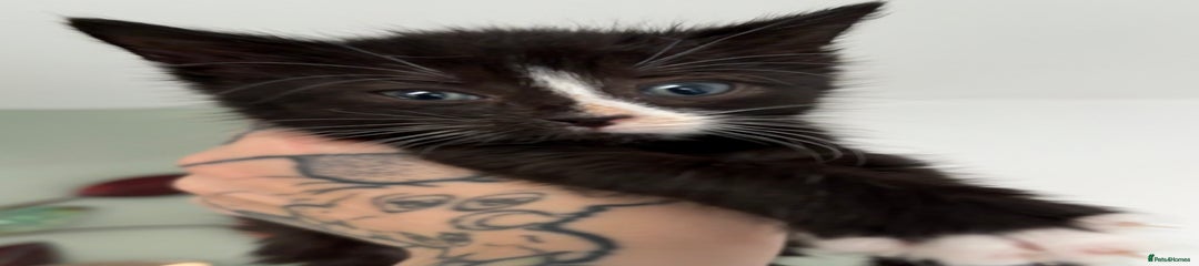 Domestic Shorthair Kitten 2