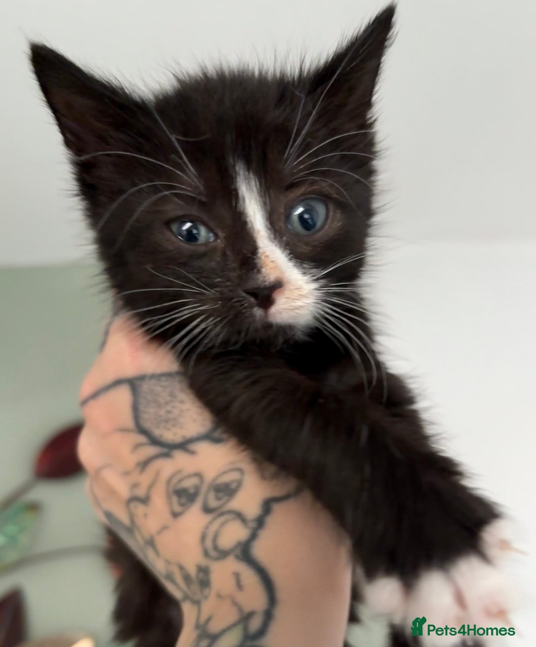 Domestic Shorthair cats for sale: Last 4 kittens left  - Image 6
