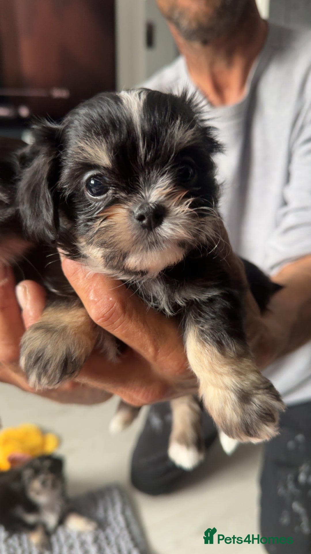 Mixed Breed dogs for sale: Tini Malchi puppies  - Image 24