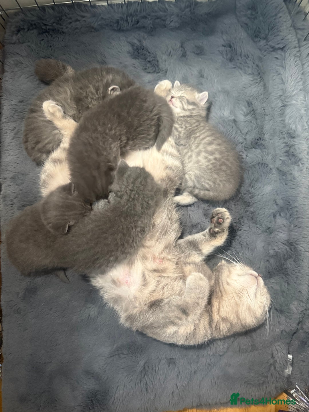 Scottish Fold cats for sale: Scottish fold kittens  - Advert 2