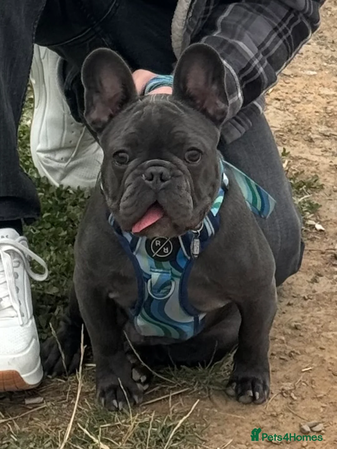 French Bulldog dogs for stud: TO STUD ONLY French bulldog KC registered 💙 - Advert 17