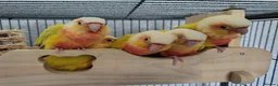Conures birds for sale: Suncheek baby Handreared Conures - Advert 6