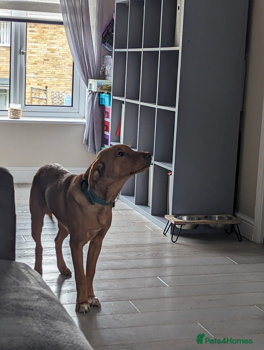 Labrador Retriever dogs for sale: Bruno in Newton Aycliffe - Advert 5