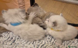Ragdoll cats for sale: Beautiful ragdoll kittens  - Image 6