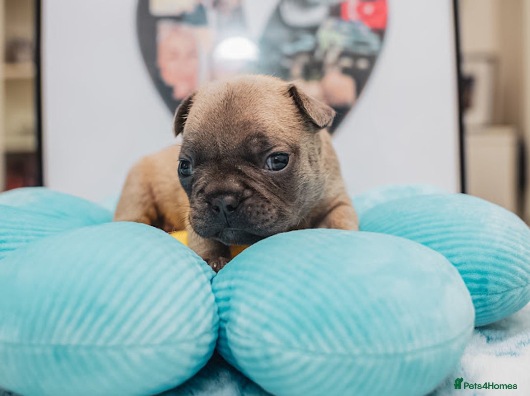 French Bulldog dogs for sale: 5 boys and 3 girls - DEPOSITS BEING TAKEN - Advert 22