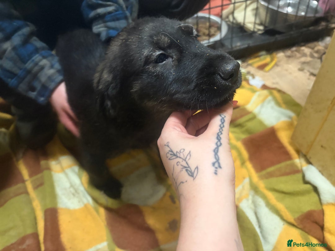 Mixed Breed dogs for sale: Shepsky x Labrador  - Advert 12