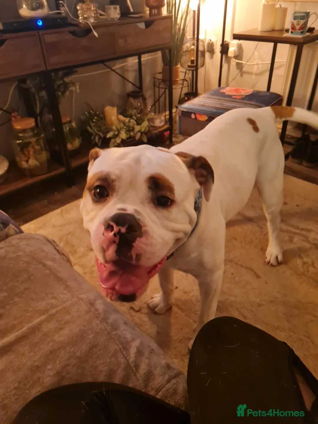 American Bulldog dogs for sale: Mr Stanley looking for new home  - Advert 3