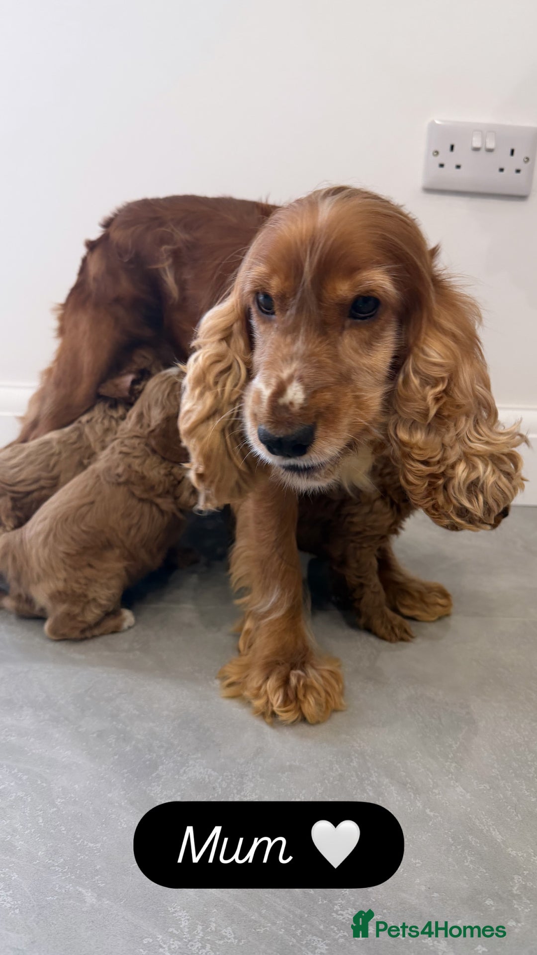 Cockapoo dogs for sale: Cockapoo puppies looking for homes 🏠  - Image 14