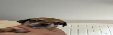 Mixed Breed 5