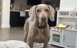 Weimaraner dogs for sale: 8 year old weimeraner Hugo, looking for home  - Image 3