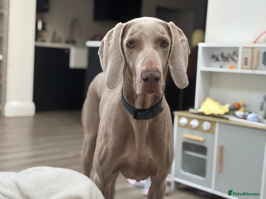 Weimaraner dogs for sale: 8 year old weimeraner Hugo, looking for home  - Image 3