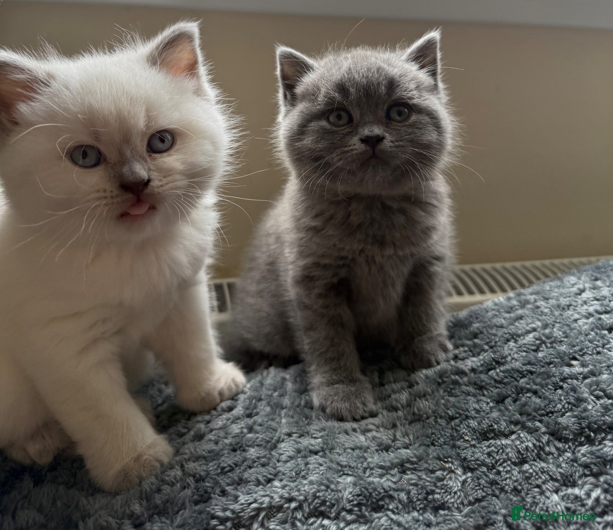British Shorthair cats Gorgeous kittens  - Advert 13