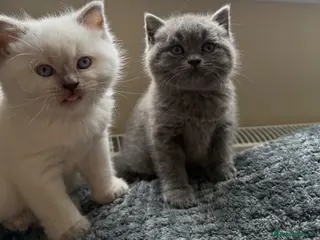 British Shorthair cats Gorgeous kittens - Advert 13