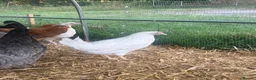 Chickens poultry for sale: Hybrid Hens - Point of Lay  - Advert 15