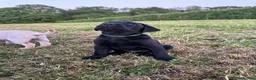 Labrador Retriever dogs for sale: International FTCH sired working Labrador pups  - Advert 22