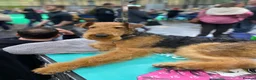 Airedale Terrier dogs for sale: 🌟 One Girl Available 🌟  - Advert 11