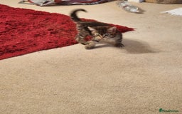 European cats for sale: 7 Lovely tabby kittens for sale - Image 13
