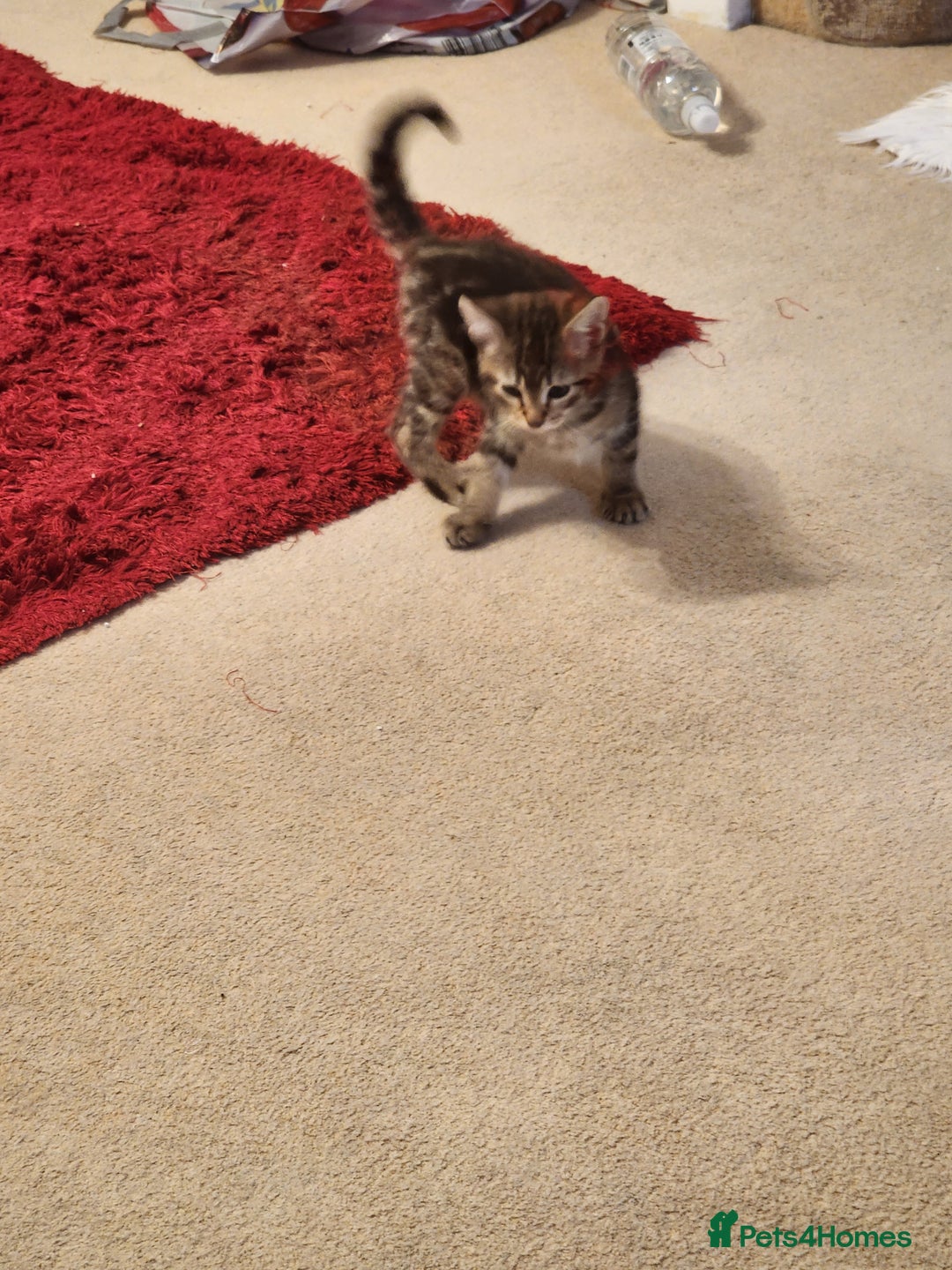 European cats for sale: 7 Lovely tabby kittens for sale - Image 13
