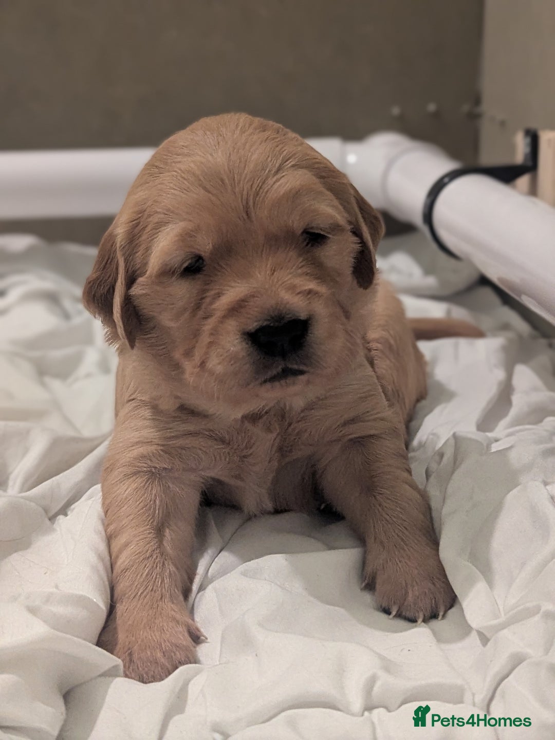 Golden Retriever dogs for sale: KC Registered Golden Retriever Puppies  - Advert 24