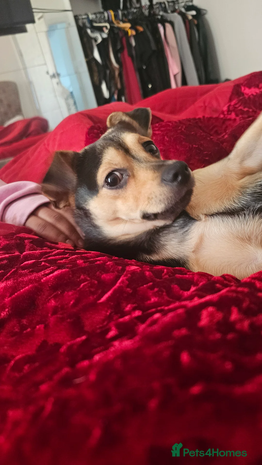 Mixed Breed dogs for sale: 7-Month-Old Jack Chi Puppy – Family Raised - Advert 6