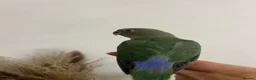 Lovebirds birds for sale: Cute little lovebirds babies  - Advert 4