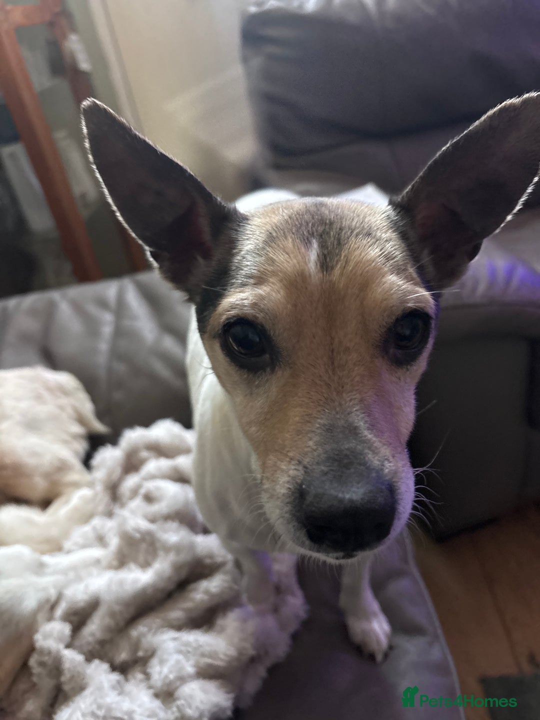 Mixed Breed dogs for sale: Last one - Advert 2