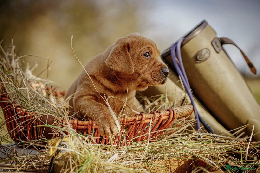Labrador Retriever dogs for sale: Exceptional fully health tested dark red pups in Droitwich - Advert 4