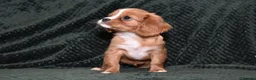 Cavalier King Charles Spaniel dogs for sale: Two Cavalier King Charles Spaniel Females - Advert 17