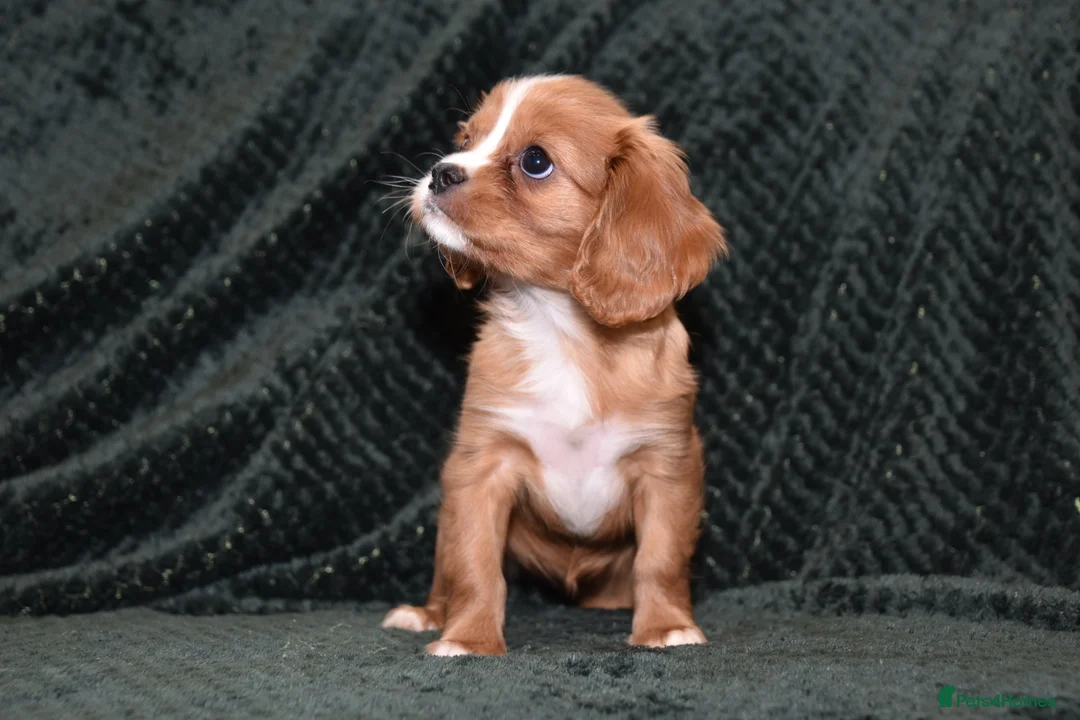 Cavalier King Charles Spaniel dogs for sale: Two Cavalier King Charles Spaniel Females - Advert 17