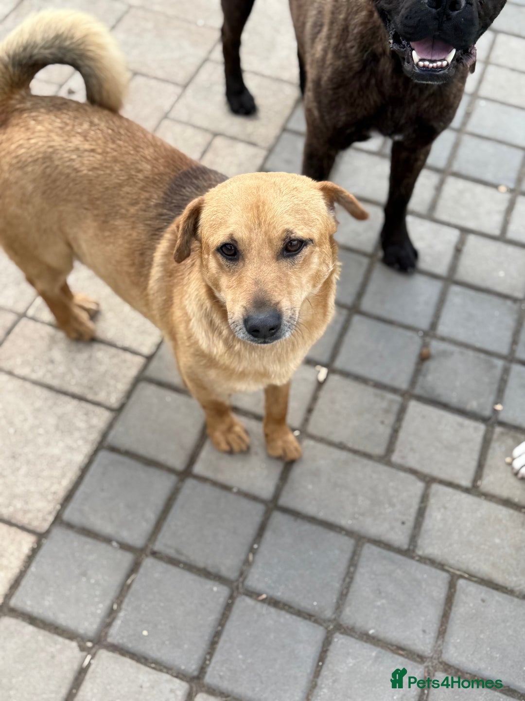 Mixed Breed dogs for adoption: Cute Jerry Needs Love  - Image 6
