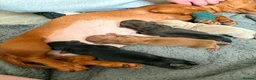 Miniature Dachshund dogs for sale: Beautiful mini dachshunds - Advert 3