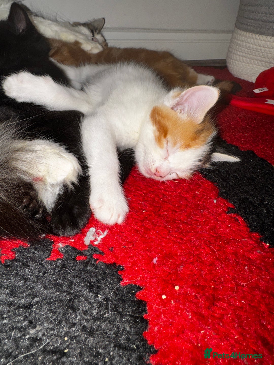 British Shorthair cats for sale: 2 female kittens (ready to go 1st December) - Image 3