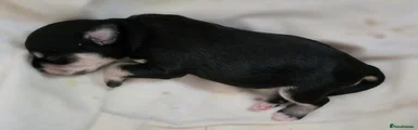 Miniature Schnauzer 4
