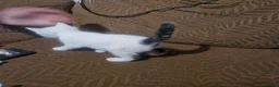 Mixed Breed cats for sale: Beautiful kittens READY TODAY  - Advert 10