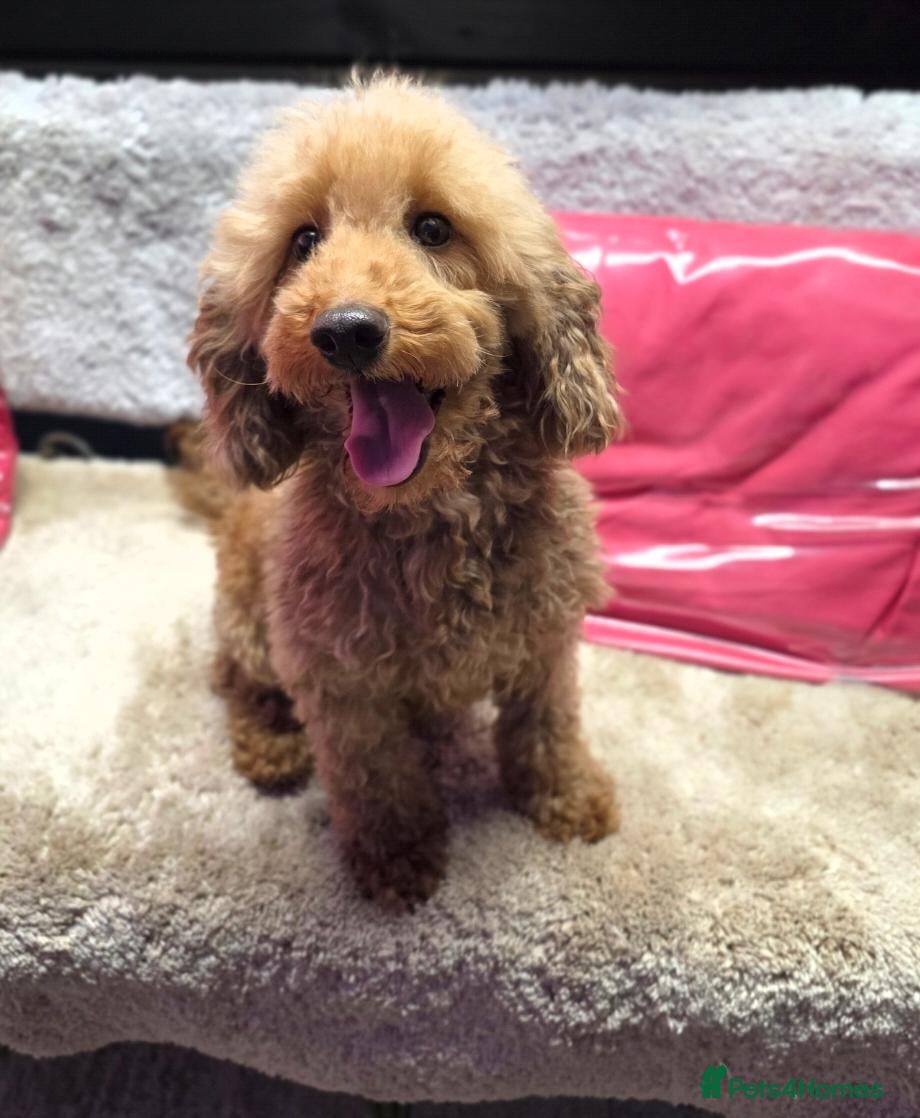 Miniature Poodle dogs Miniature poodle puppies - Advert 2