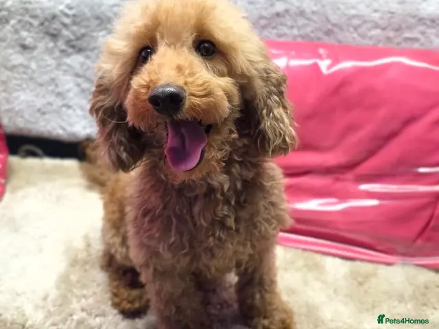 Miniature Poodle dogs for sale: Miniature poodle puppies - Advert 2
