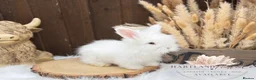 Angora rabbits for sale: PURE•PEDIGREE•ANGORAS🤍 - Advert 7