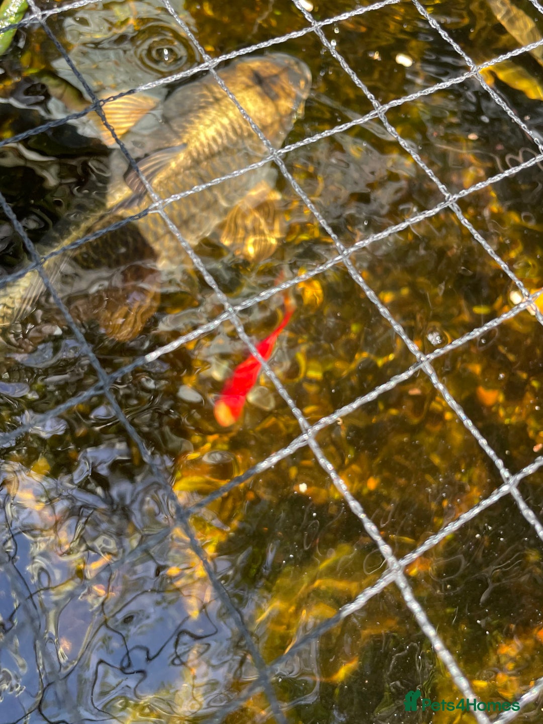Koi Carp fish for sale: Japanese Koi Carp - Image 4
