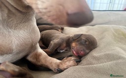 Dachshund dogs for sale: Dachshund puppies  - Advert 5