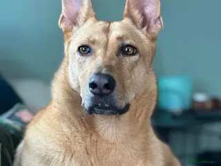 Mixed Breed dogs Ella stunning lady - Advert 1