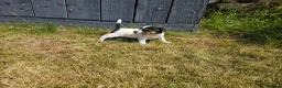 Jack Russell dogs for sale: Outstanding Jack Russell puppies - Advert 12