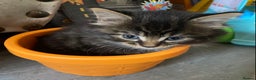 Maine Coon cats for sale:  3 Beautiful Maine coon mix kittens left for sale  - Advert 8