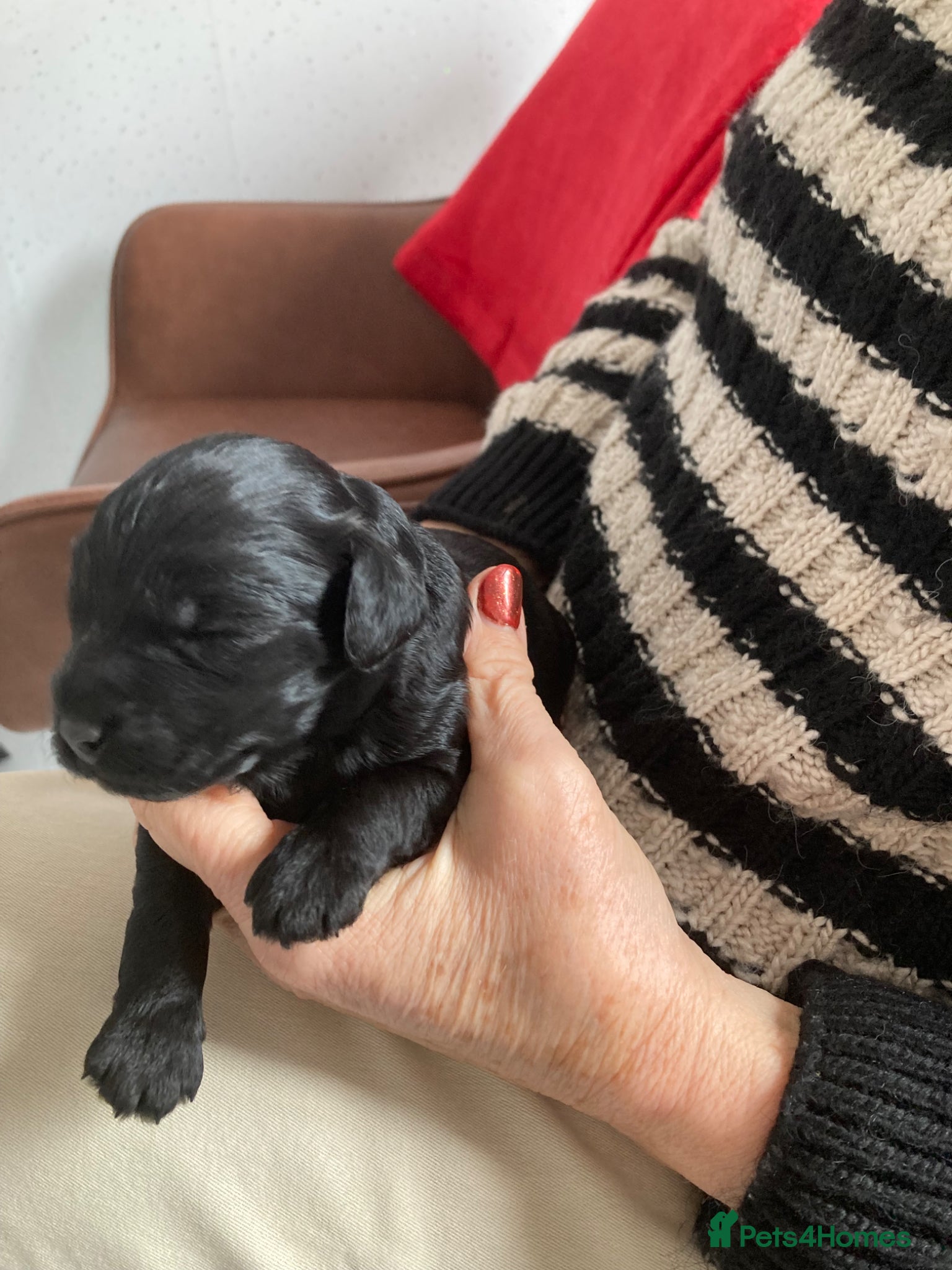 Cockapoo dogs 2 F1B cockapoo puppies both male  - Advert 1
